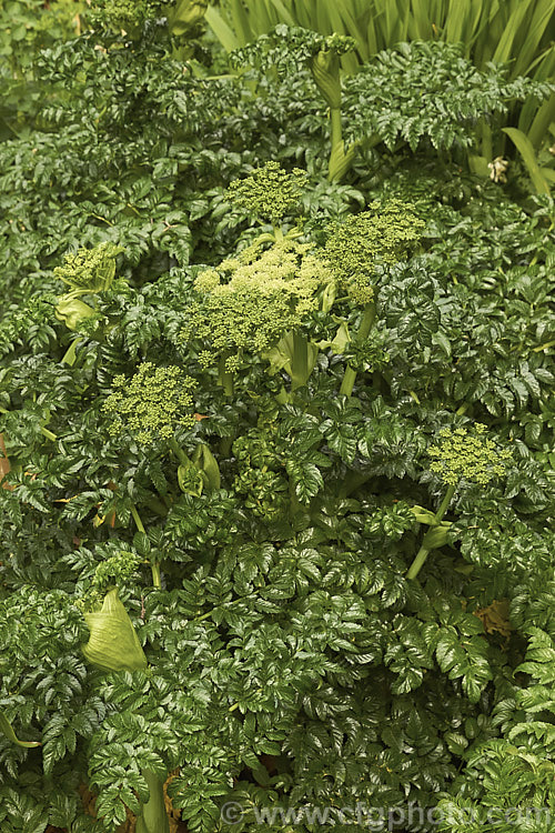 Angelica pachycarpa, an evergreen or near-evergreen spring-flowering perennial cultivated for its very glossy foliage, which is sometimes used as an ornamental garnish-