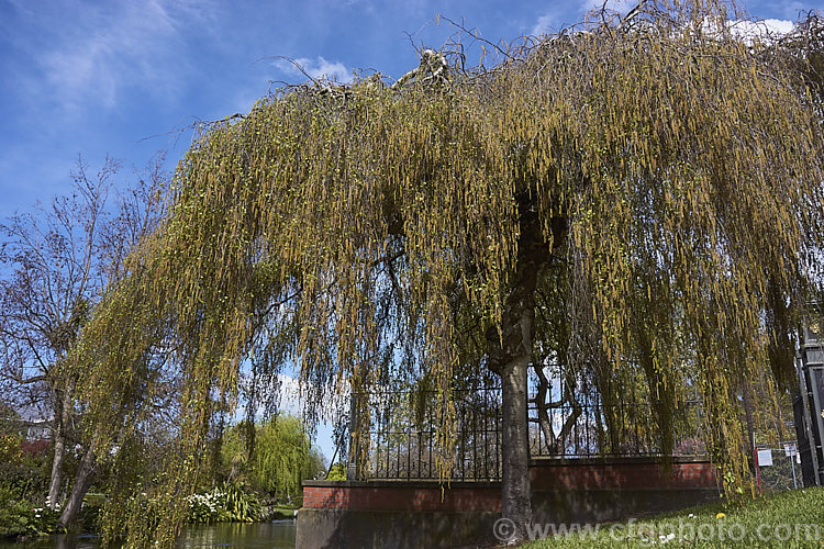 Young's Weeping Birch (<i>Betula pendula 'Youngii') in spring with catkins and young leaves 'Youngii' is a compact, strongly weeping cultivar of the Silver Birch (<i>Betula pendula</i>), an extremely hardy Eurasian tree widely cultivated for its silver-grey bark 'Youngii' has a dome-shaped habit with branches weeping to the ground. betula-2077htm'>Betula. <a href='betulaceae-plant-family-photoshtml'>Betulaceae</a>.