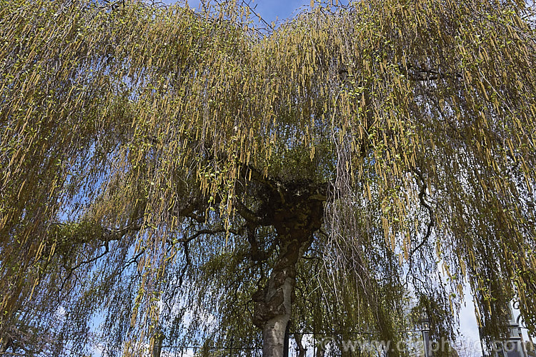 Young's Weeping Birch (<i>Betula pendula 'Youngii') in spring with catkins and young leaves 'Youngii' is a compact, strongly weeping cultivar of the Silver Birch (<i>Betula pendula</i>), an extremely hardy Eurasian tree widely cultivated for its silver-grey bark 'Youngii' has a dome-shaped habit with branches weeping to the ground. betula-2077htm'>Betula. <a href='betulaceae-plant-family-photoshtml'>Betulaceae</a>.