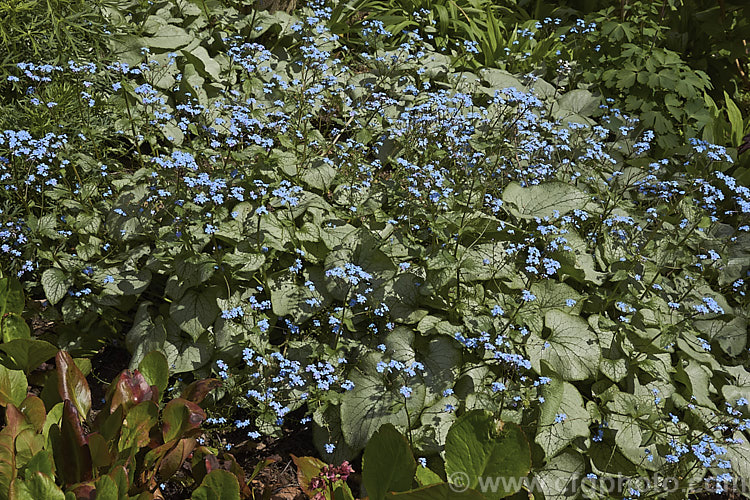 Brunnera macrophylla 'Jack. Frost', a strongly silver-grey-variegated cultivar of a spring-flowering woodland perennial native to eastern Europe. The small forget-me-not flowers are borne on stems to 50 cm long and the leaves are up to 12 cm long. It is similar to the cultivar 'Looking Glass' but has a noticeably broader green edge to the leaf and its green veins are more conspicuous. brunnera-2612htm'>Brunnera.