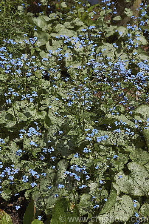 Brunnera macrophylla 'Jack. Frost', a strongly silver-grey-variegated cultivar of a spring-flowering woodland perennial native to eastern Europe. The small forget-me-not flowers are borne on stems to 50 cm long and the leaves are up to 12 cm long. It is similar to the cultivar 'Looking Glass' but has a noticeably broader green edge to the leaf and its green veins are more conspicuous. brunnera-2612htm'>Brunnera.