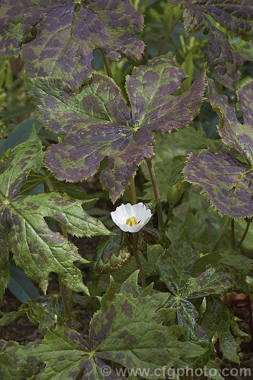 Himalayan Mayapple (<i>Podophyllum hexandrum</i>), a spring-flowering rhizomatous woodland perennial native to western China and the Himalayan region. The flowers have three to five petals, range from white to purplish-pink and are usually open before the foliage is fully developed. When fully unfurled, the marbled leaves are up to 25cm wide. Order: Ranunculales, Family: Berberidaceae