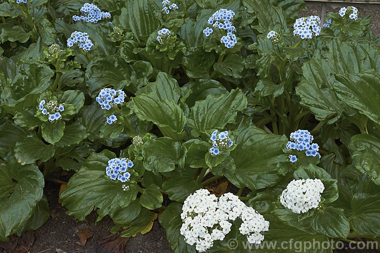 The white-flowered form of the Chatham Island Forget-Me-Not (<i>Myosotidium hortensia 'Alba') seen with the typical blue-flowered species form. This boldly-foliaged evergreen spring-flowering perennial is native to Chatham Islands near New Zealand This form is often a very pale blue rather than pure white and over time the plants often tend to revert to the normal flower colour. myosotidium-3165htm'>Myosotidium.