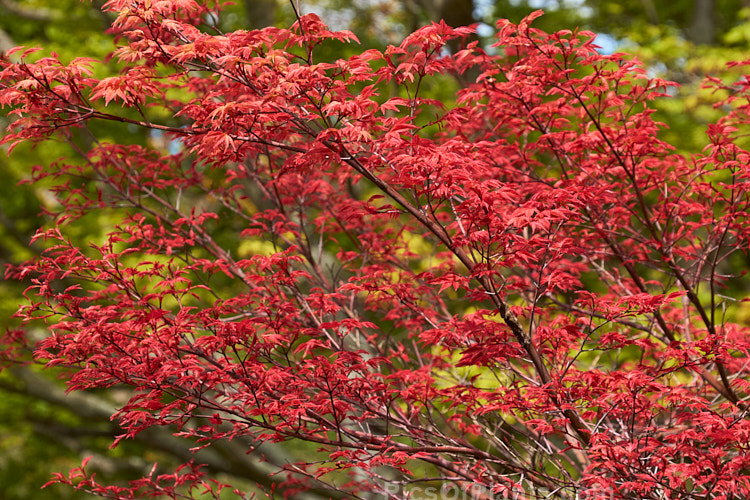 The brightly coloured young spring foliage of <i>Acer palmatum</i> 'Shindeshojo', a slow-growing Japanese maple that eventually reaches around 4.5m high x 6m wide, though it can be kept much smaller. The bright pinkish-red spring foliage matures to green and then develops pink, orange and red autumn colours. Order Sapindales, Family: Sapindaceae