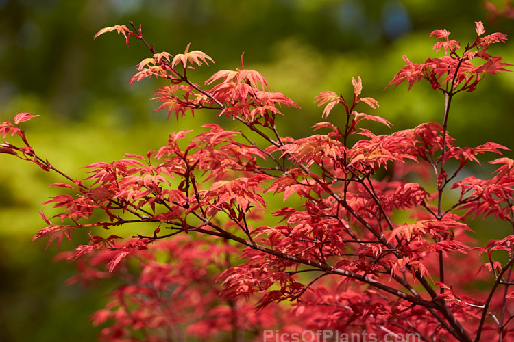 The brightly coloured young spring foliage of <i>Acer palmatum</i> 'Shindeshojo', a slow-growing Japanese maple that eventually reaches around 4.5m high x 6m wide, though it can be kept much smaller. The bright pinkish-red spring foliage matures to green and then develops pink, orange and red autumn colours. Order Sapindales, Family: Sapindaceae