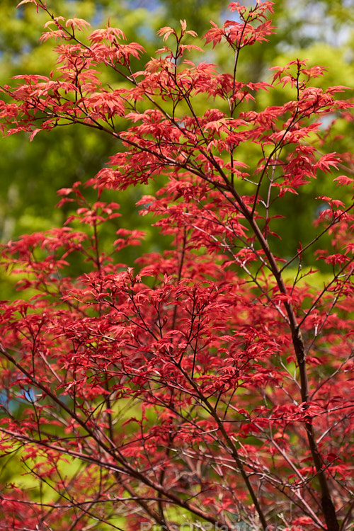 The brightly coloured young spring foliage of <i>Acer palmatum</i> 'Shindeshojo', a slow-growing Japanese maple that eventually reaches around 4.5m high x 6m wide, though it can be kept much smaller. The bright pinkish-red spring foliage matures to green and then develops pink, orange and red autumn colours. Order Sapindales, Family: Sapindaceae