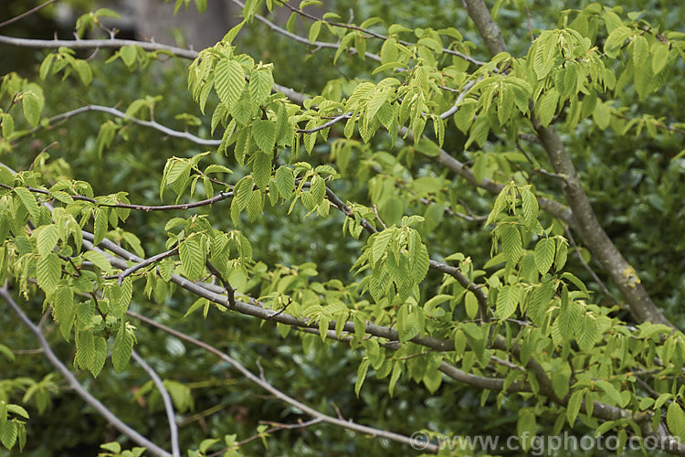 The young spring foliage, as yet not fully unfurled, of the American. Hornbeam (<i>Carpinus caroliniana</i>), a 10-15m tall deciduous tree found in North America east of the Rockies from southern Canada to Texas and Florida and at high altitudes in the mountains of Central America. It has a hard, heavy, dense wood that is mainly used where impact resistance is required, such as for tool handles. Order: Fagales, Family: Betulaceae