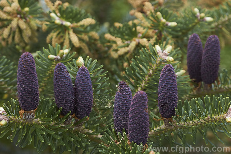 Pacific Silver Fir or Christmas Tree (<i>Abies amabilis</i>), a conifer that grows to as much as 30m tall and which found from southern Alaska to western Oregon. It is known as the Silver Fir because of the silvery white undersides of the foliage. It is sometimes known as the Red Silver Fir because of the red colour of the young male cones, which can be very showy in spring. Order: Pinales, Family: Pinaceae