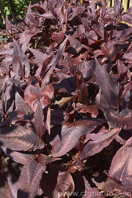 The spring foliage of Polygonum microcephalum 'Red Dragon' (<i>Persicaria microcephala 'Red Dragon'), a sterile, boldly-foliagedAmerican-raised cultivar of a Himalayan species of knotweed. The burgundy spring foliage green somewhat in summer but then reddens in autumn. The summer-borne white flowers are largely insignificant. Order: Caryophyllales, Family: Polygonaceae