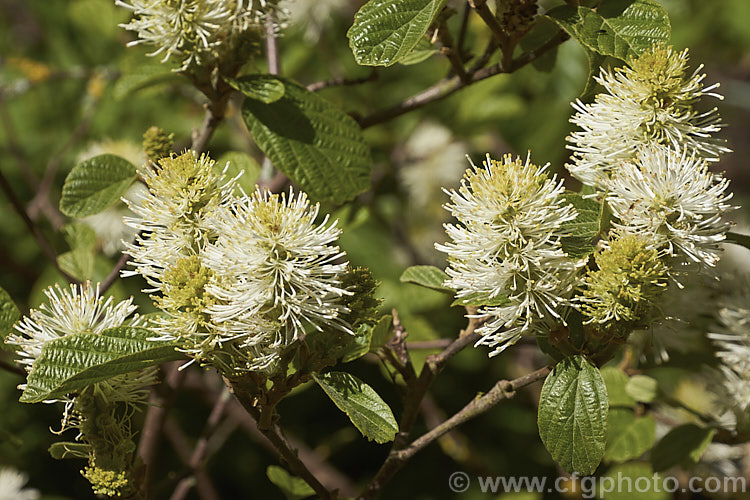 Fothergilla gardenii, a spring-flowering deciduous shrub native to the southeastern United States. It grows to around 3m tall, has toothed leaves to 65mm long and the flowers are mildly fragrant. fothergilla-2987htm'>Fothergilla. <a href='hamamelidaceae-plant-family-photoshtml'>Hamamelidaceae</a>.