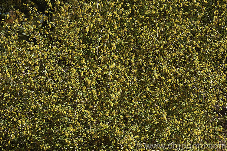 Berberis x notabilis, this hybrid between Berberis heteropoda and Berberis vulgaris is a spring-flowering deciduous shrub that grows to around 2m high and wide. berberis-2186htm'>Berberis. Order: Ranunculales, Family: Berberidaceae