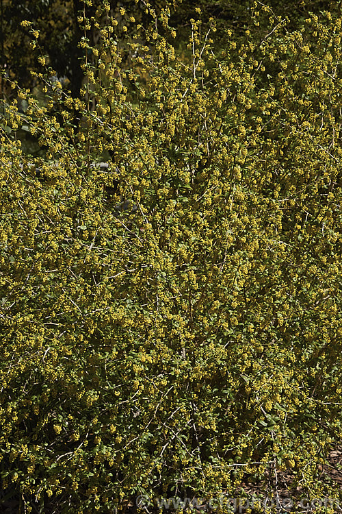 Berberis x notabilis, this hybrid between Berberis heteropoda and Berberis vulgaris is a spring-flowering deciduous shrub that grows to around 2m high and wide. berberis-2186htm'>Berberis. Order: Ranunculales, Family: Berberidaceae