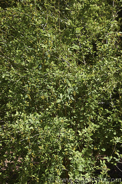 Berberis heteropoda, a deciduous, spring-flowering, 2 x 3m high and wide shrub native to China. Its small yellow flowers are followed by dull red berries. berberis-2186htm'>Berberis. Order: Ranunculales, Family: Berberidaceae