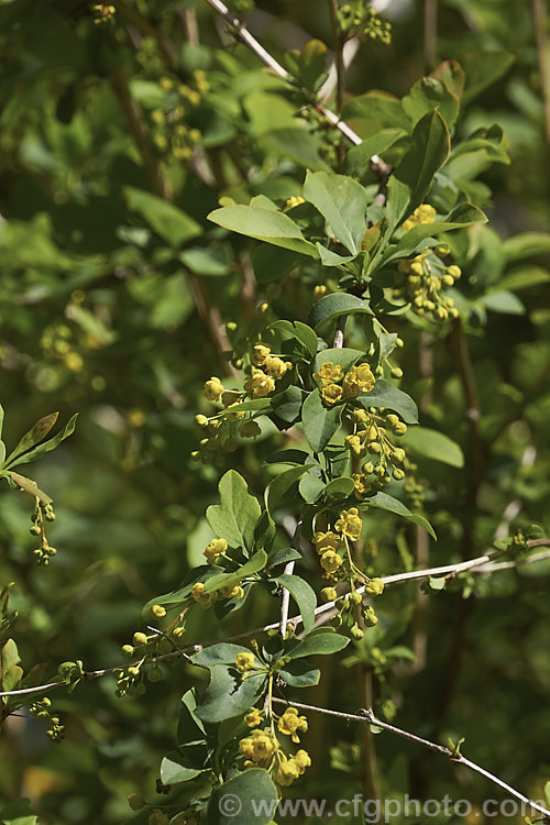 Berberis heteropoda, a deciduous, spring-flowering, 2 x 3m high and wide shrub native to China. Its small yellow flowers are followed by dull red berries. berberis-2186htm'>Berberis. Order: Ranunculales, Family: Berberidaceae