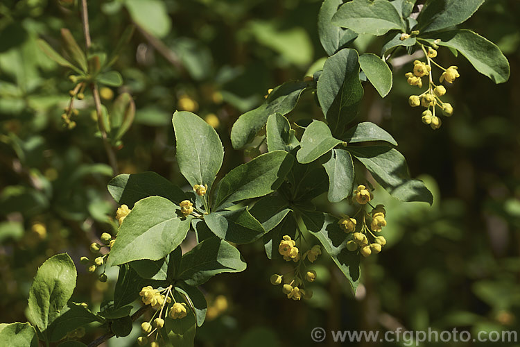 Berberis heteropoda, a deciduous, spring-flowering, 2 x 3m high and wide shrub native to China. Its small yellow flowers are followed by dull red berries. berberis-2186htm'>Berberis. Order: Ranunculales, Family: Berberidaceae