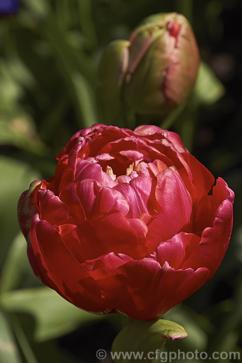 Tulipa 'Renown. Unique' (<i>Category 11 x Double. Late</i>), an unusual tulip with yellow-green-marked deep pink double flowers that open from green buds. It grows 60-70cm tall. The flowers have a mild scent. Order: Liliales, Family: Liliaceae