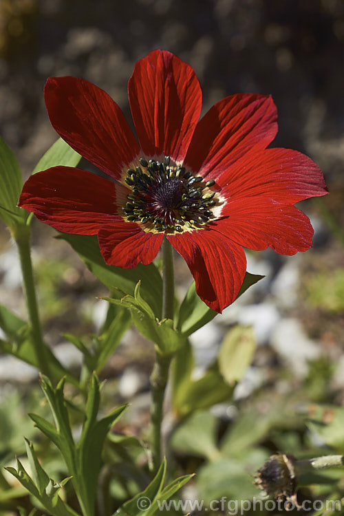 Anemone coronaria, a spring-flowering rhizomatous perennial native to southern Europe. It is the principal parent of the fancy-flowered garden anemones. The flowers stems are up to 20cm tall Order: Ranunculales, Family: Ranunculaceae