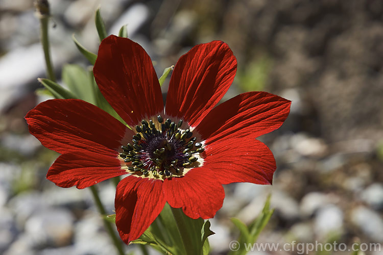 Anemone coronaria, a spring-flowering rhizomatous perennial native to southern Europe. It is the principal parent of the fancy-flowered garden anemones. The flowers stems are up to 20cm tall Order: Ranunculales, Family: Ranunculaceae