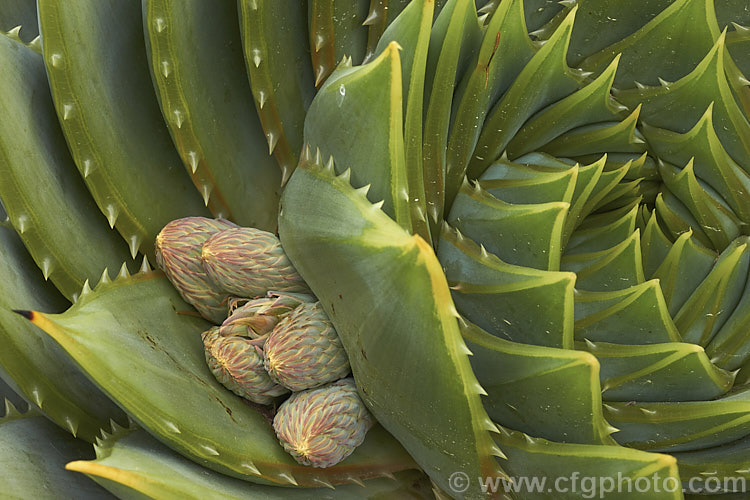 The first sign of the developing flower stems of Aloe polyphylla, a spring-flowering succulent native to Lesotho. It forms spiralled rosettes of pale-edged light green leaves to 30cm long. The 5cm long, red to pink (rarely yellow</i>) flowers are borne in branched inflorescences up to 60cm tall Order: Asparagales, Family: Asphodelaceae