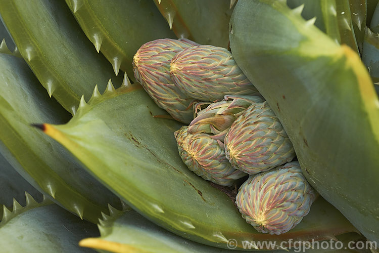 The first sign of the developing flower stems of Aloe polyphylla, a spring-flowering succulent native to Lesotho. It forms spiralled rosettes of pale-edged light green leaves to 30cm long. The 5cm long, red to pink (rarely yellow</i>) flowers are borne in branched inflorescences up to 60cm tall Order: Asparagales, Family: Asphodelaceae