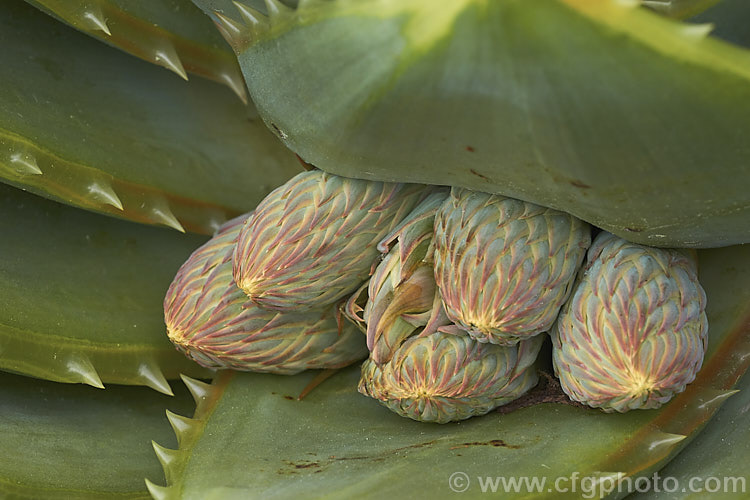 The first sign of the developing flower stems of Aloe polyphylla, a spring-flowering succulent native to Lesotho. It forms spiralled rosettes of pale-edged light green leaves to 30cm long. The 5cm long, red to pink (rarely yellow</i>) flowers are borne in branched inflorescences up to 60cm tall Order: Asparagales, Family: Asphodelaceae