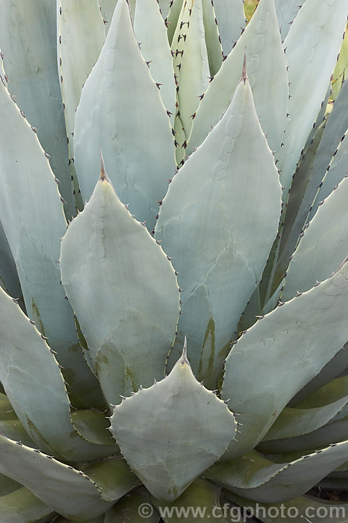 The foliage of the Century Plant (<i>Agave americana</i>), a large monocarpic succulent native to eastern Mexico. The thick fleshy leaves are edged with fierce teeth and the flower spike can grow to over 6m tall Although given the name Century Plant because it was thought to flower once in a hundred years, the rosettes actually take around 8-15 years to mature to flowering size, after which they die, to be replaced by suckers. Order: Asparagales, Family: Asparagaceae