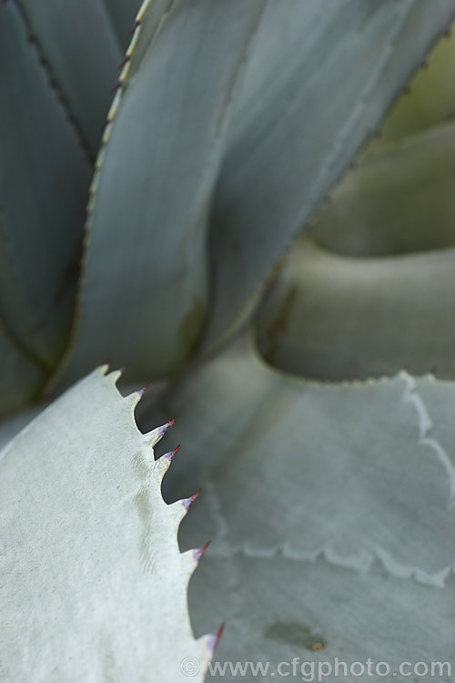 The foliage of the Century Plant (<i>Agave americana</i>), a large monocarpic succulent native to eastern Mexico. The thick fleshy leaves are edged with fierce teeth and the flower spike can grow to over 6m tall Although given the name Century Plant because it was thought to flower once in a hundred years, the rosettes actually take around 8-15 years to mature to flowering size, after which they die, to be replaced by suckers. Order: Asparagales, Family: Asparagaceae