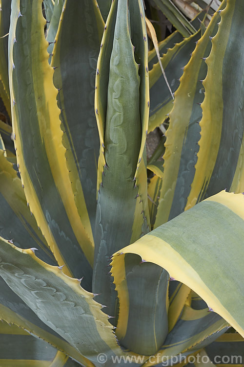 The foliage of <i>Agave americana</i> 'Marginata', a variegated foliage form of a large monocarpic succulent native to eastern Mexico 'Marginata' can be recognised by the broad yellow margins of its foliage. The thick fleshy leaves are edged with fierce teeth and the flower spike can grow to over 6m tall Although given the name. Century Plant because it was though to flower once in a hundred years, the rosettes actually take around 8-15 years to mature to flowering size, after which they die, to be replaced by suckers. Order: Asparagales, Family: Asparagaceae