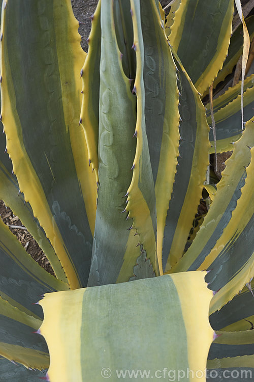 The foliage of <i>Agave americana</i> 'Marginata', a variegated foliage form of a large monocarpic succulent native to eastern Mexico 'Marginata' can be recognised by the broad yellow margins of its foliage. The thick fleshy leaves are edged with fierce teeth and the flower spike can grow to over 6m tall Although given the name. Century Plant because it was though to flower once in a hundred years, the rosettes actually take around 8-15 years to mature to flowering size, after which they die, to be replaced by suckers. Order: Asparagales, Family: Asparagaceae