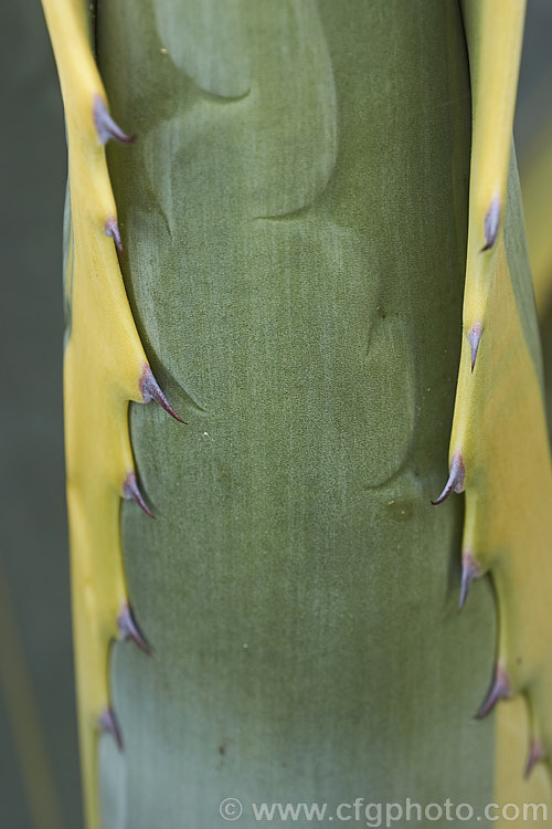 The foliage of <i>Agave americana</i> 'Marginata', a variegated foliage form of a large monocarpic succulent native to eastern Mexico 'Marginata' can be recognised by the broad yellow margins of its foliage. The thick fleshy leaves are edged with fierce teeth and the flower spike can grow to over 6m tall Although given the name. Century Plant because it was though to flower once in a hundred years, the rosettes actually take around 8-15 years to mature to flowering size, after which they die, to be replaced by suckers. Order: Asparagales, Family: Asparagaceae