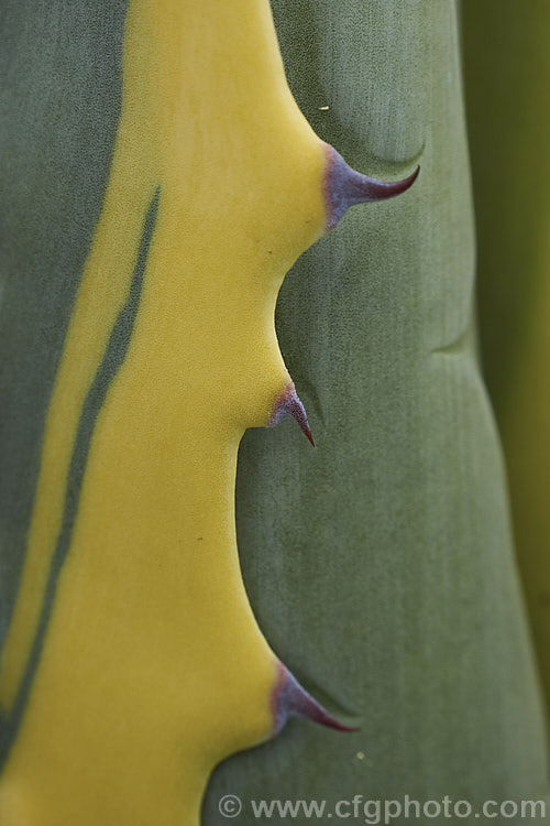 The foliage of <i>Agave americana</i> 'Marginata', a variegated foliage form of a large monocarpic succulent native to eastern Mexico 'Marginata' can be recognised by the broad yellow margins of its foliage. The thick fleshy leaves are edged with fierce teeth and the flower spike can grow to over 6m tall Although given the name. Century Plant because it was though to flower once in a hundred years, the rosettes actually take around 8-15 years to mature to flowering size, after which they die, to be replaced by suckers. Order: Asparagales, Family: Asparagaceae