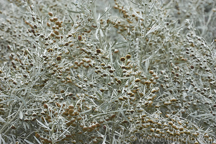 Shrub. Wormwood (<i>Artemisia arborescens</i>), a shrubby evergreen perennial native to the Mediterranean region. It can grow to 15m high x 2m wide. The flowerheads, which open in spring, are not especially showy and they plant is mainly grown for its silver-grey foliage. artemisia-2364htm'>Artemisia.