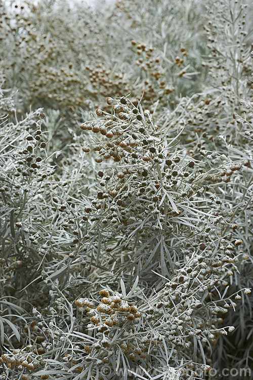 Shrub. Wormwood (<i>Artemisia arborescens</i>), a shrubby evergreen perennial native to the Mediterranean region. It can grow to 15m high x 2m wide. The flowerheads, which open in spring, are not especially showy and they plant is mainly grown for its silver-grey foliage. artemisia-2364htm'>Artemisia.