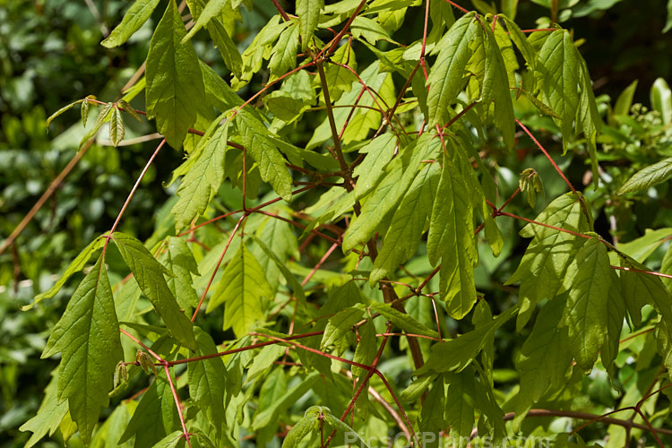 The expanding young spring foliage of the Three-flowered Maple (<i>Acer triflorum</i>), a deciduous tree, up to 25m tall, found in northeastern China and neighbouring parts of Korea. It bears clusters of three small yellow flowers that are followed by samara (sycamores</i>) with a wing up to 45mm long. The leaves are trifoliate. Order: Sapindales, Family: Sapindaceae