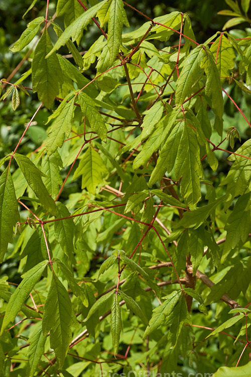 The expanding young spring foliage of the Three-flowered Maple (<i>Acer triflorum</i>), a deciduous tree, up to 25m tall, found in northeastern China and neighbouring parts of Korea. It bears clusters of three small yellow flowers that are followed by samara (sycamores</i>) with a wing up to 45mm long. The leaves are trifoliate. Order: Sapindales, Family: Sapindaceae