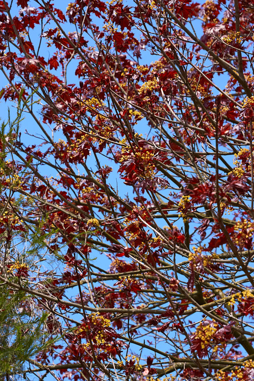 The yellow flowers and purple-red young spring foliage of <i>Acer platanoides</i> 'Goldsworth Purple', a purple-leafed form of the Norway Maple developed by Slocock's Nursery of England. Order Sapindales, Family: Sapindaceae