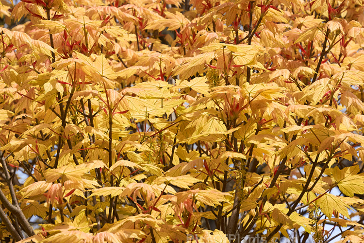 The young spring foliage of <i>Acer pseudoplatanus</i> 'Leopoldii', raised in 1864 in Belgium, this variegated cultivar of sycamore with cream and yellow foliage that is strongly pink tinted when young. The parent species is a 30-40m tall deciduous tree with a wide natural distribution in the Eurasian region. Order Sapindales, Family: Sapindaceae