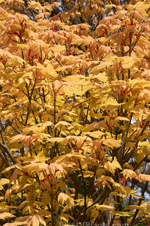 The young spring foliage of <i>Acer pseudoplatanus</i> 'Leopoldii', raised in 1864 in Belgium, this variegated cultivar of sycamore with cream and yellow foliage that is strongly pink tinted when young. The parent species is a 30-40m tall deciduous tree with a wide natural distribution in the Eurasian region. Order Sapindales, Family: Sapindaceae