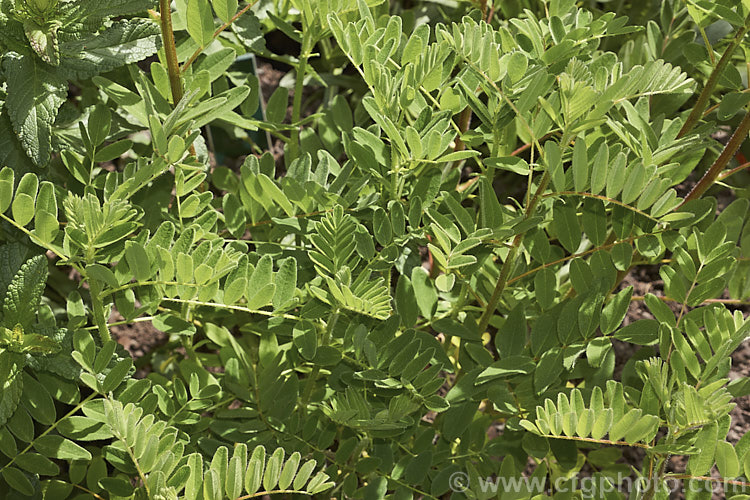 The spring foliage of Huang. Qi (<i>Astragalus propinquus [syn. Astragalus membranaceus]), a 1m high and wide leguminous herbaceous perennial that produces heads of cream flowers from early summer followed by bean-like seedpods. There are also mauve-flowered forms. The plant is native to China and has long been used in traditional. Chinese medicines. It is also the source of the gum tragacanth, which is used in a wide range of products. astragalus-2383htm'>Astragalus.