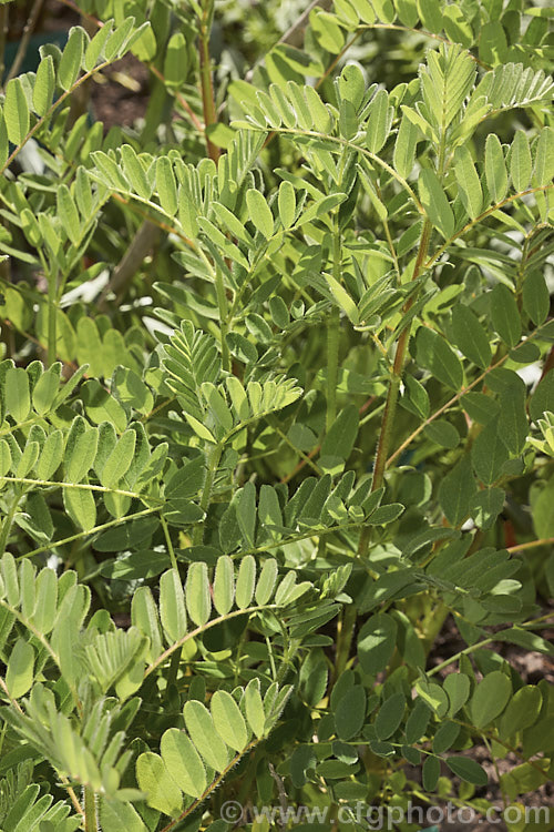 The spring foliage of Huang. Qi (<i>Astragalus propinquus [syn. Astragalus membranaceus]), a 1m high and wide leguminous herbaceous perennial that produces heads of cream flowers from early summer followed by bean-like seedpods. There are also mauve-flowered forms. The plant is native to China and has long been used in traditional. Chinese medicines. It is also the source of the gum tragacanth, which is used in a wide range of products. astragalus-2383htm'>Astragalus.