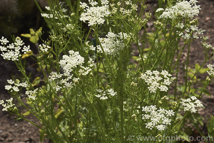 Caraway (<i>Carum carvi</i>), an aromatic Eurasian biennial that is cultivated primarily for its seed, which are widely used as a flavouring. The foliage and roots are also edible and the plant has been made extensive use of in folk medicines. Caraway grows 75-100cm tall and flowers in late spring to early summer. carum-2770htm'>Carum.