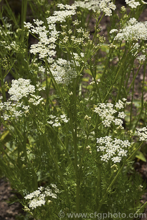 Caraway (<i>Carum carvi</i>), an aromatic Eurasian biennial that is cultivated primarily for its seed, which are widely used as a flavouring. The foliage and roots are also edible and the plant has been made extensive use of in folk medicines. Caraway grows 75-100cm tall and flowers in late spring to early summer. carum-2770htm'>Carum.