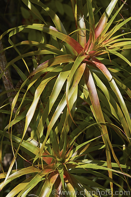 The foliage of the Mountain Neinei (<i>Dracophyllum traversii</i>), an evergreen, spear-leaved shrub or small tree to 13m tall, native to New Zealand, where it occurs naturally in the northern half of the South Island at elevations from 750-1500m. Dracophyllum latifolium is a similar species found in the North Island The red tint of the foliage intensifies as the tree approaches its flowering time in late summer, when it produces erect panicles of small cream and purple-red flowers. dracophyllum-2884htm'>Dracophyllum. Order: Ericales, Family: Ericaceae