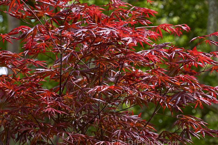 The spring foliage of <i>Acer palmatum</i> 'Trompenburg', a 3-5m tall Japanese Maple cultivar that retains its purple-red foliage colour from spring through summer, though the undersides of the leaves often develop green tones. The autumn foliage tends towards orange. The leaflets, which can be quite lustrous, are not narrow but they tend to roll inwards, which makes them appear so. Order Sapindales, Family: Sapindaceae