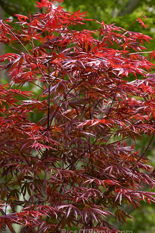 The spring foliage of <i>Acer palmatum</i> 'Trompenburg', a 3-5m tall Japanese Maple cultivar that retains its purple-red foliage colour from spring through summer, though the undersides of the leaves often develop green tones. The autumn foliage tends towards orange. The leaflets, which can be quite lustrous, are not narrow but they tend to roll inwards, which makes them appear so. Order Sapindales, Family: Sapindaceae