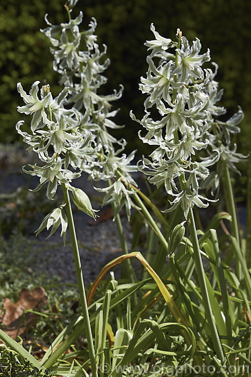 Bellevalia sessiliflora, a spring-flowering bulb about which very little information seems to be available. Its flowers are a very unusual and distinctive grey-green shade. Order: Asparagales, Family: Asparagaceae