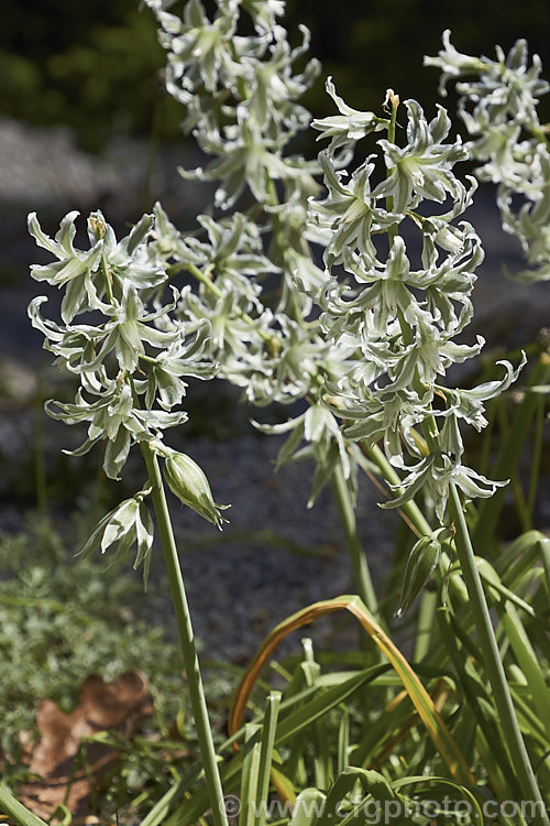 Bellevalia sessiliflora, a spring-flowering bulb about which very little information seems to be available. Its flowers are a very unusual and distinctive grey-green shade. Order: Asparagales, Family: Asparagaceae