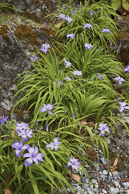Iris gracilipes, a grassy-leaved, clump-forming iris of the Lophiris section. It is native to the woodlands of Japan and nearby parts of China.