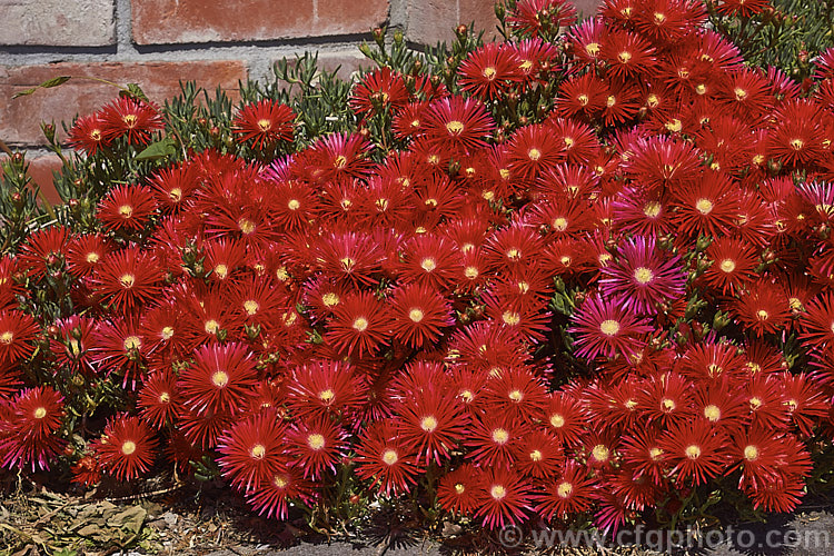 One of the many colour forms of iceplant. This diverse group of mainly southern African succulents was once largely classified under. Mesembryanthemum but has now been reclassified, though the garden forms such as this are not always easy to categorise. mesembryanthemum-3144htm'>Mesembryanthemum. <a href='aizoaceae-plant-family-photoshtml'>Aizoaceae</a>.