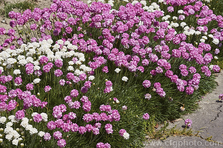 Thrift (<i>Armeria maritima</i>), an evergreen spring-flowering perennial or subshrub that occurs naturally over much of the temperate Northern Hemisphere. The normal pink-flowered species is seen here with its white-flowered cultivar, 'Alba'. Order: Caryophyllales, Family: Plumbaginaceae